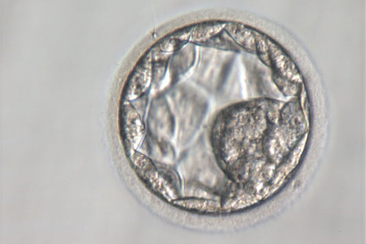 Was ist eine Blastozyste?